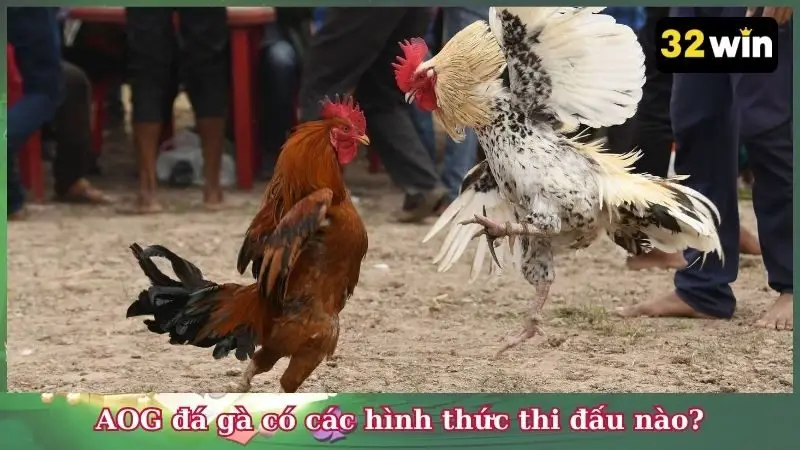 AOG đá gà có các hình thức thi đấu nào?