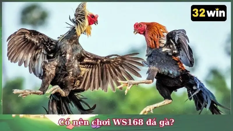 Có nên chơi WS168 đá gà?