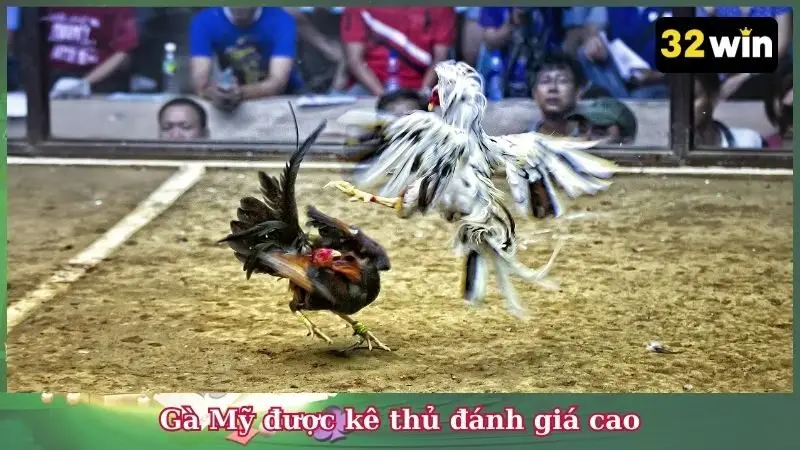 Gà Mỹ được kê thủ đánh giá cao