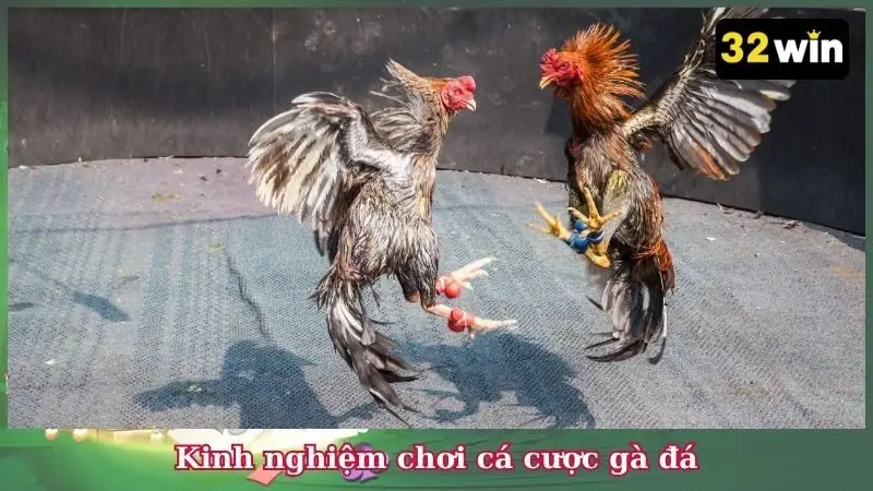 Kinh nghiệm chơi cá cược gà đá