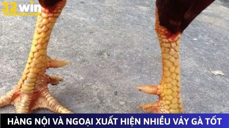 Hàng nội và ngoại cũng xuất hiện nhiều vảy gà tốt