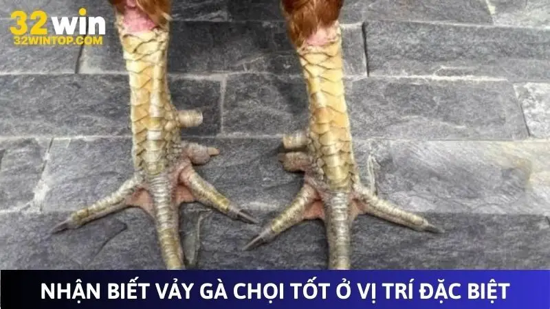 Nhận biết vảy gà chọi tốt ở vị trí đặc biệt