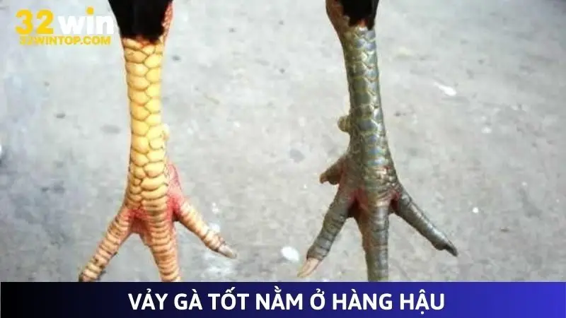 Vảy gà tốt nằm ở hàng hậu quyết định độ dẻo dai
