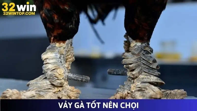 Vảy gà tốt nên chọi