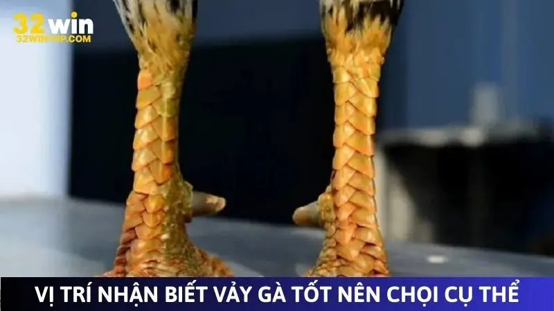 Vị trí nhận biết vảy gà tốt nên chọi cụ thể